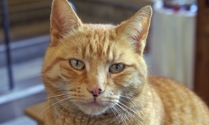 Louis the cat