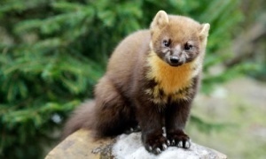 Pine martens were believed to have been made extinct in southern England