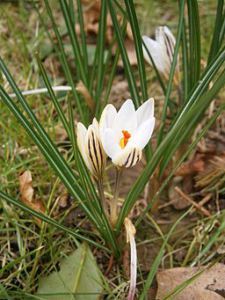 Crocus biflorus photo by Reginald Hulhoven from Wikimedia Commons