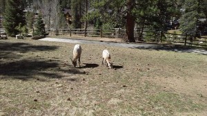 Big Horn sheep are outside the Main Lodge at Amberwood