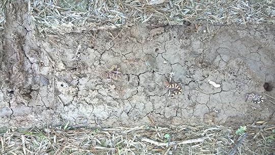 1395180_939683106081777_4770492552988501563_n