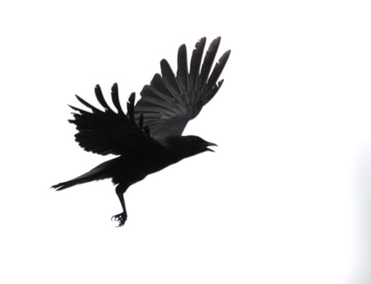 crow in flight