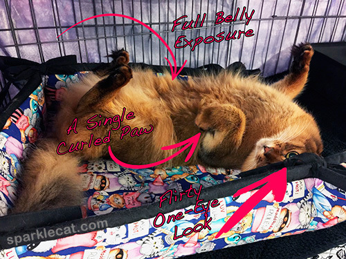 The Upside Down Cute