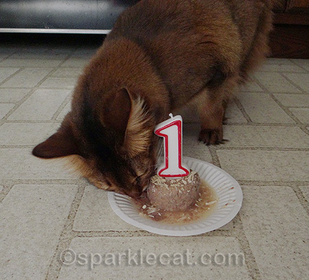 I ate it so fast Binga didn't have time to steal any!