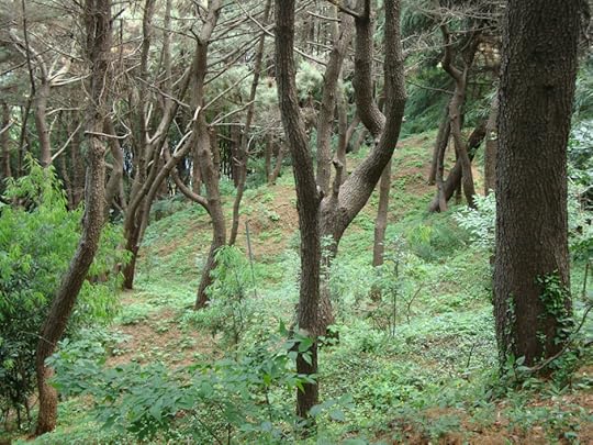 korea forest