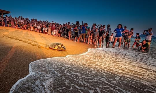loggerhead turtle