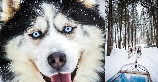 Dogsledding in Quebec