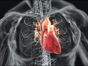 heart