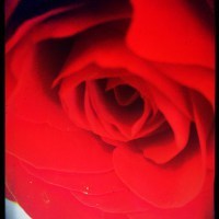 rose