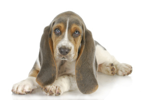 cute puppy