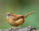 wren