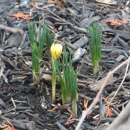 Crocus2015