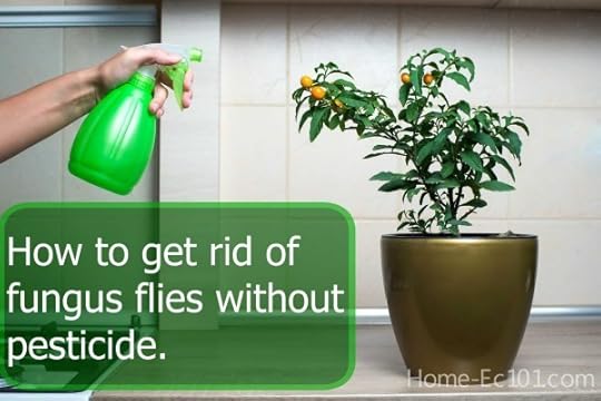 How to get rid of fungus flies naturally
