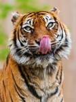 Sumatran tigress licking her nose