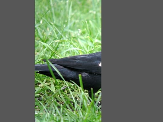 AlpineNY_IMG_2145_2013-06-29_quiz