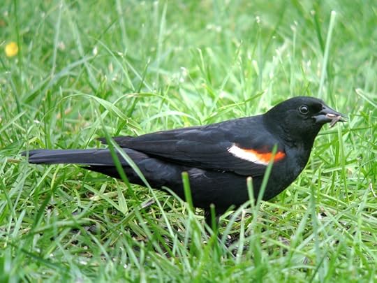 Agelaius_phoeniceus_AlpineNY_IMG_2145_2013-06-29_quizanswer