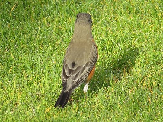 Turdus_migratorius_VancouverBC_IMG_1832_2014-04-30_quizanswer