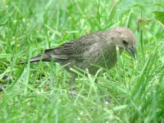 Molothrus_ater_AlpineNY_IMG_1711_2013-06-28_quizanswer