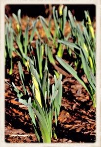 Narcissus on the Verge P 1 (Framed)
