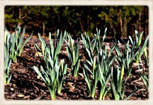 Narcissus on the Verge LS 2 (Framed)