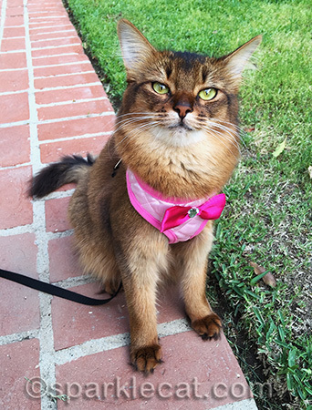 Don't I look glam with this fancy harness?