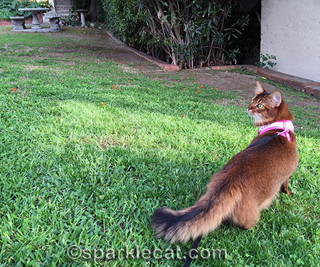 Someday, birdie, I WILL get you!