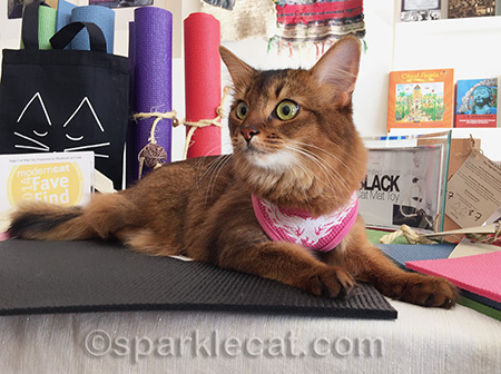 Here I am practicing Sphinx Pose