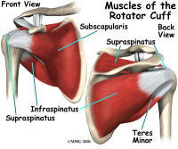 shoulder