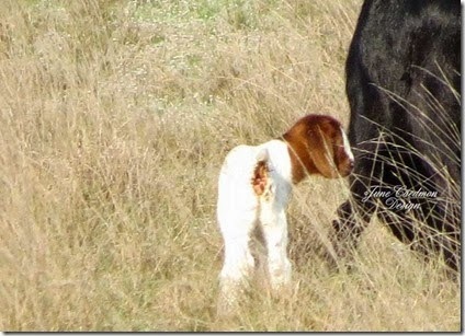Baby_Goat