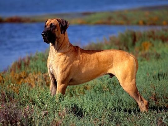 great dane