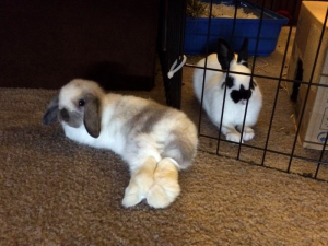 Bellatrix and Voldemort on one of their many dates through the fence. Photo courtesy of Callie L.