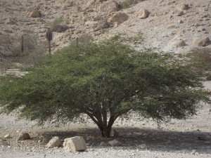 broom tree