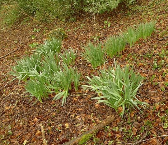 Wild daffodils emerging in the woods