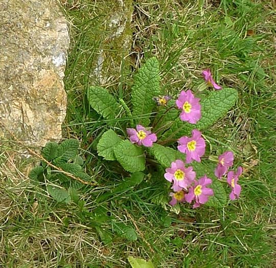 Primroses
