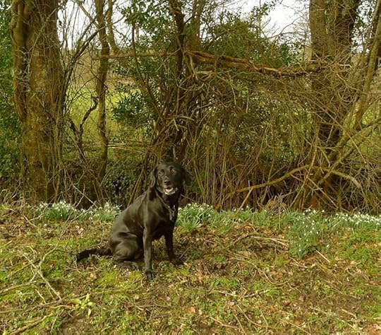 Tilly and the snowdrops