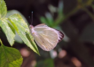 Great Southern White