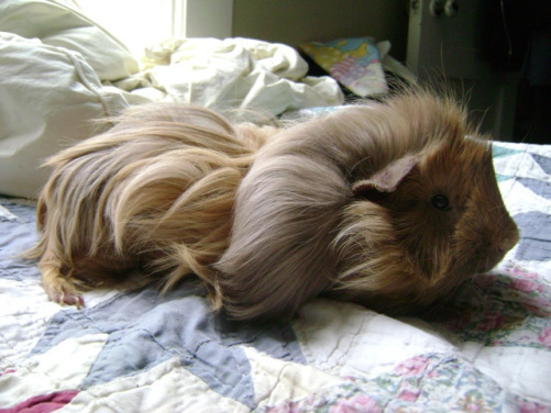 Danger, slightly grumpy before his true little-old-pig grumpiness set in. I have EOG (Early Onset Grumpiness), he may have caught it from me.