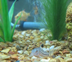cory