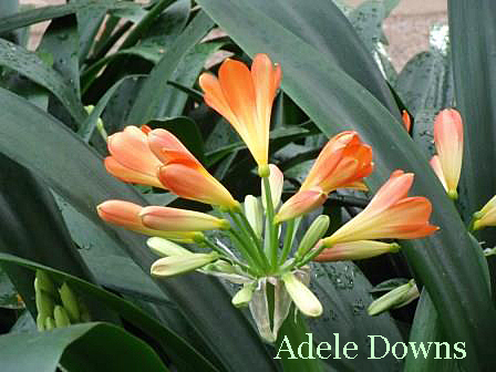 LongwoodGardensOrangeBlooms