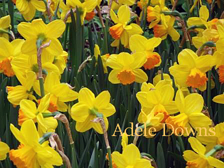 LGdaffodils1 copy