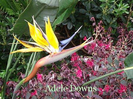 LongwoodGardensBOP
