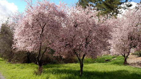 cherry blossoms
