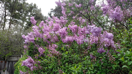 lilac