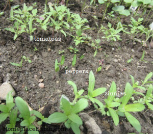 tomato,pepper, and zinnia seedlings in the coldframe???????????????????????????????