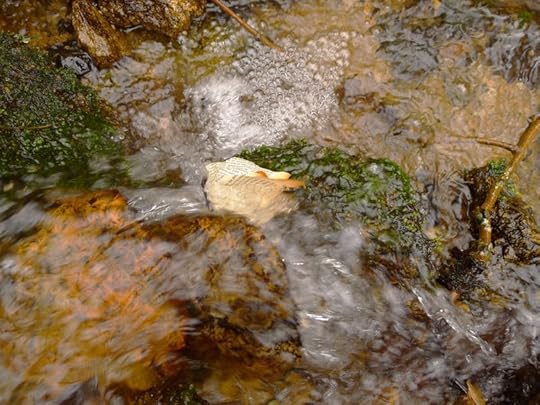 Wood & Water 14