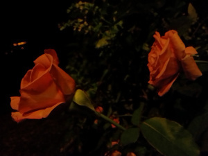 rosesmar2615