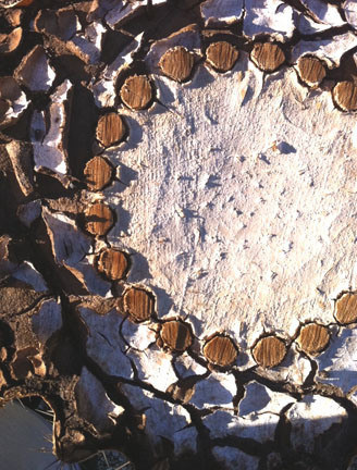 Cross-section of a saguaro, showing the woody interior and the ribs that hold it upright.