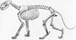 lion skeleton