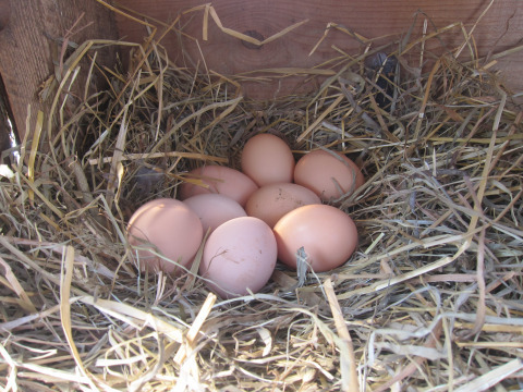 The girls are back in business