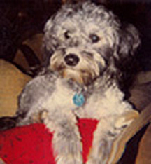Dillon the 